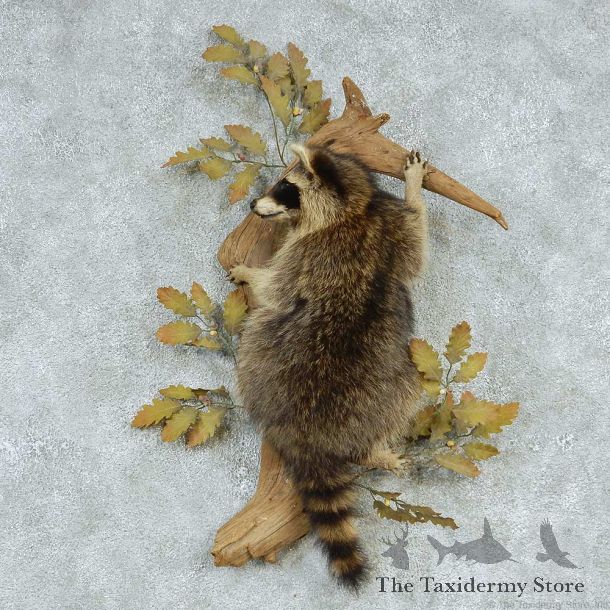 Raccoon Life Size Taxidermy Mount #13255 For Sale @ The Taxidermy Store