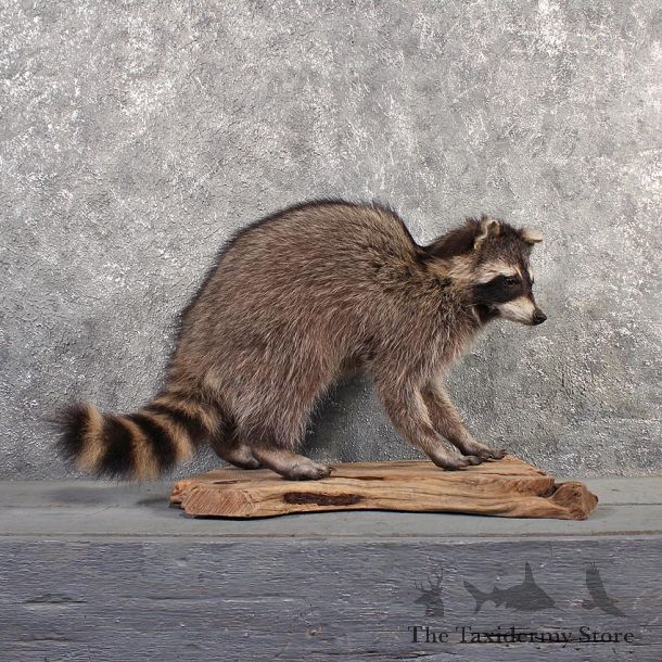 Standing Raccoon Mount #11507 - For Sale - The Taxidermy Store