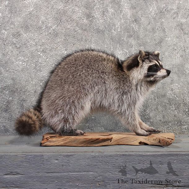 Standing Raccoon Mount #11508 - For Sale - The Taxidermy Store