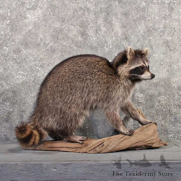 Standing Raccoon Mount #11509 - For Sale - The Taxidermy Store