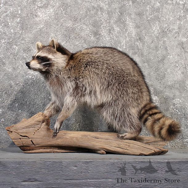Standing Raccoon Mount #11510 - For Sale - The Taxidermy Store