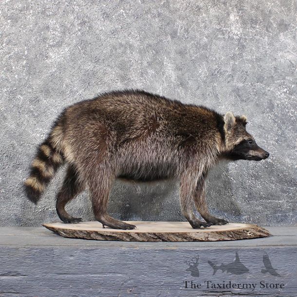 Standing Raccoon Mount #11854 For Sale @ The Taxidermy Store