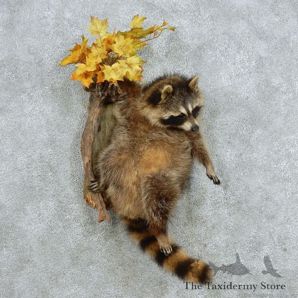 Raccoon Life Size Taxidermy Wall Mount #13068 For Sale @ The Taxidermy Store