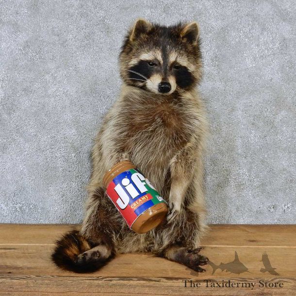 Snacking Life-Size Raccoon Taxidermy Mount #13184 For Sale @ The Taxidermy Store