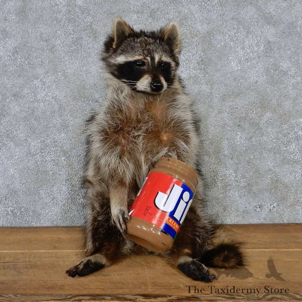 Snacking Life-Size Raccoon Taxidermy Mount #13185 For Sale @ The Taxidermy Store