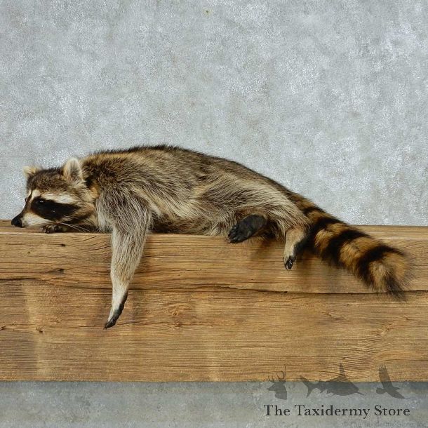 Laying Raccoon Life Size Mount #13527 For Sale @ The Taxidermy Store
