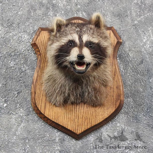 Raccoon Mount in Log #11555 - For Sale - The Taxidermy Store