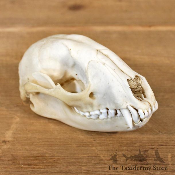 Raccoon Taxidermy Full Skull Mount #12136 For Sale @ The Taxidermy Store