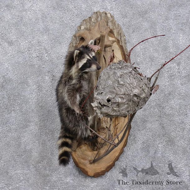 Wall Hanging Raccoon Taxidermy Mount #12379 For Sale @ The Taxidermy Store