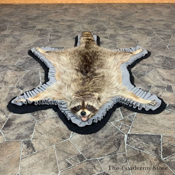 Raccoon Full-Size Rug Mount For Sale #22539 @ The Taxidermy Store