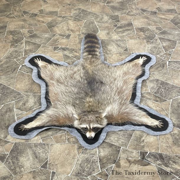 Raccoon Full-Size Rug Mount For Sale #26293 @ The Taxidermy Store