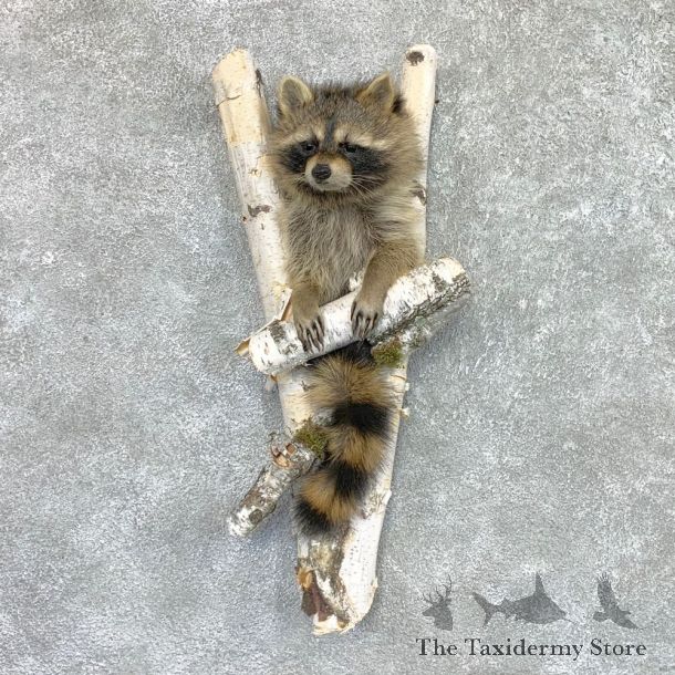 Raccoon Half Life-Size Mount For Sale #22465 @ The Taxidermy Store