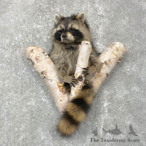 Raccoon Half Life-Size Mount For Sale #24099 @ The Taxidermy Store