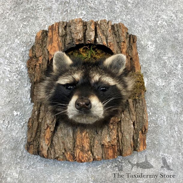 Raccoon Head Novelty Mount For Sale #19862 @ The Taxidermy Store