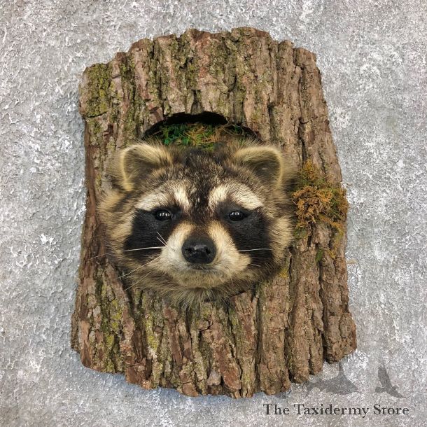Raccoon Head Novelty Mount For Sale #19863 @ The Taxidermy Store