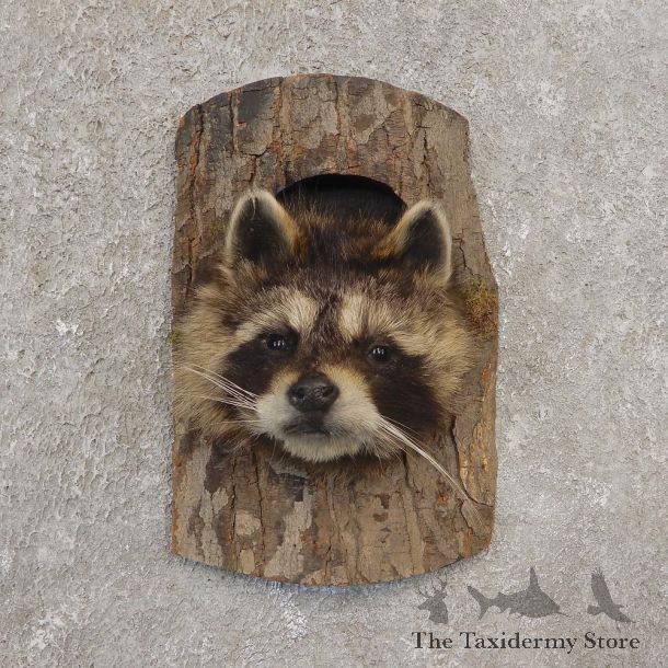 Raccoon Head Novelty Mount For Sale #21154 @ The Taxidermy Store