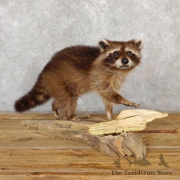 Raccoon Life-Size Mount For Sale #19354 @ The Taxidermy Store