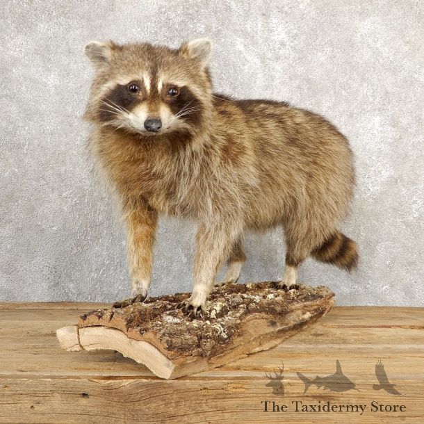 Raccoon Life-Size Mount For Sale #20658 @ The Taxidermy Store