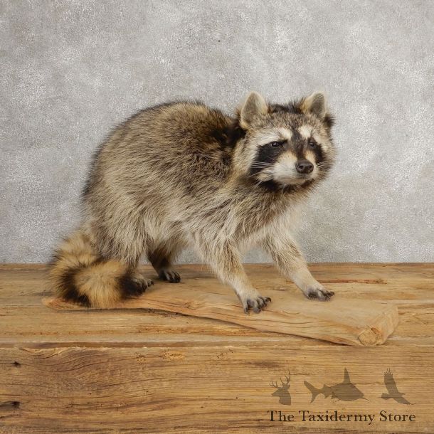 Raccoon Life-Size Mount For Sale #21055 @ The Taxidermy Store