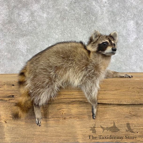 Raccoon Life-Size Mount For Sale #21489 @ The Taxidermy Store