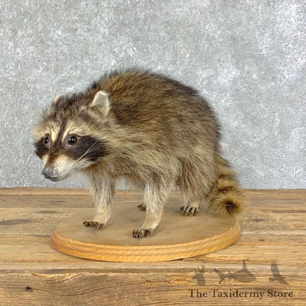 Raccoon Life-Size Mount For Sale #22872 @ The Taxidermy Store