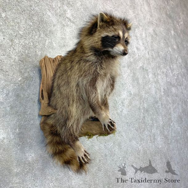 Raccoon Life-Size Mount For Sale #23169 @ The Taxidermy Store