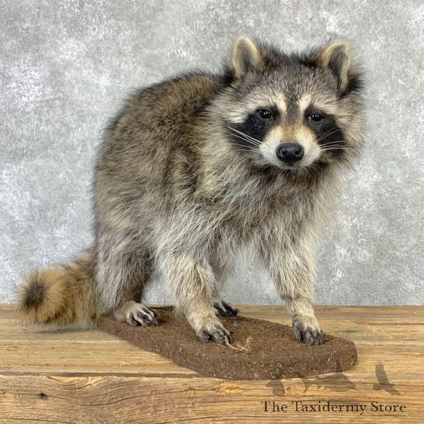 Raccoon Life-Size Mount For Sale #23205 @ The Taxidermy Store