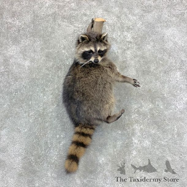 Raccoon Life-Size Mount For Sale #23389 @ The Taxidermy Store