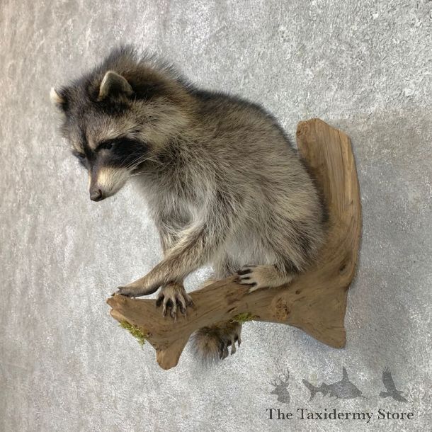 Raccoon Life-Size Mount For Sale #23407 @ The Taxidermy Store