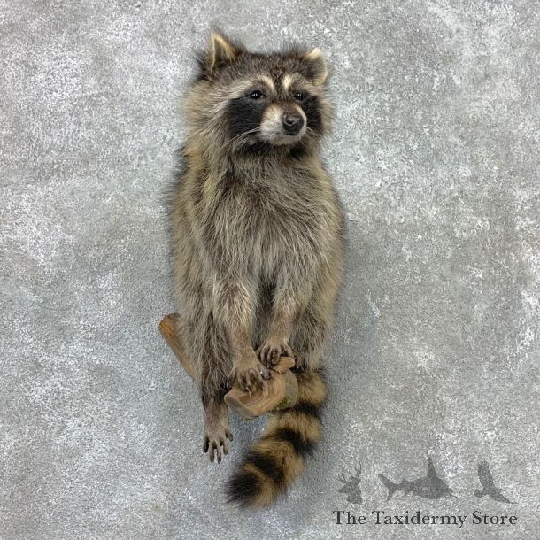 Raccoon Life-Size Mount For Sale #23408 @ The Taxidermy Store