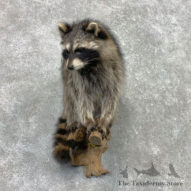 Raccoon Life-Size Mount For Sale #23409 @ The Taxidermy Store