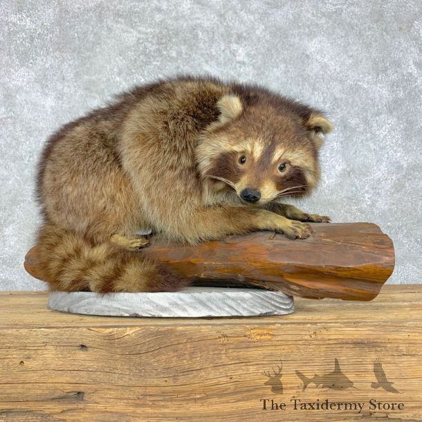 Raccoon Life-Size Mount For Sale #23476 @ The Taxidermy Store