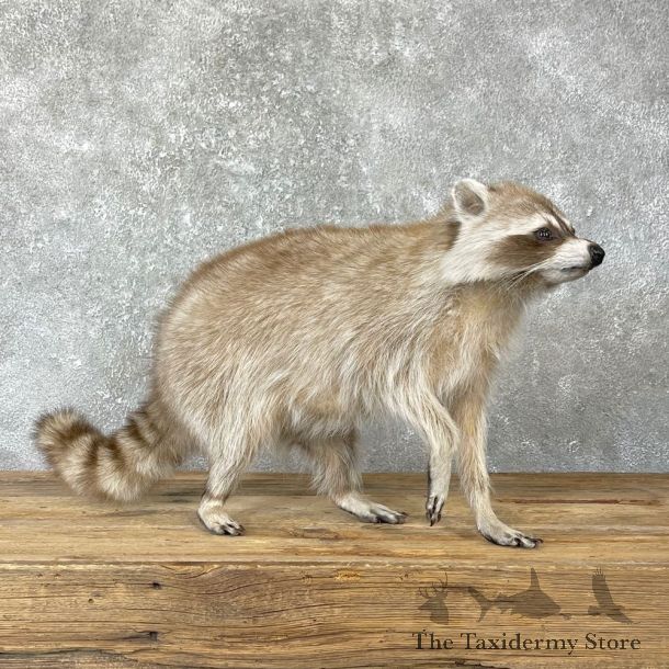 Raccoon Life-Size Mount For Sale #24697 @ The Taxidermy Store