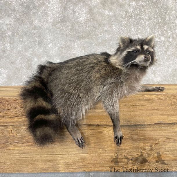 Raccoon Life-Size Mount For Sale #25041 @ The Taxidermy Store