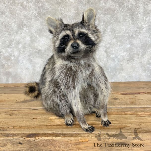 Raccoon Life-Size Mount For Sale #29096 @ The Taxidermy Store