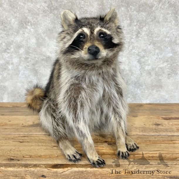 Raccoon Life-Size Mount For Sale #29097 @ The Taxidermy Store