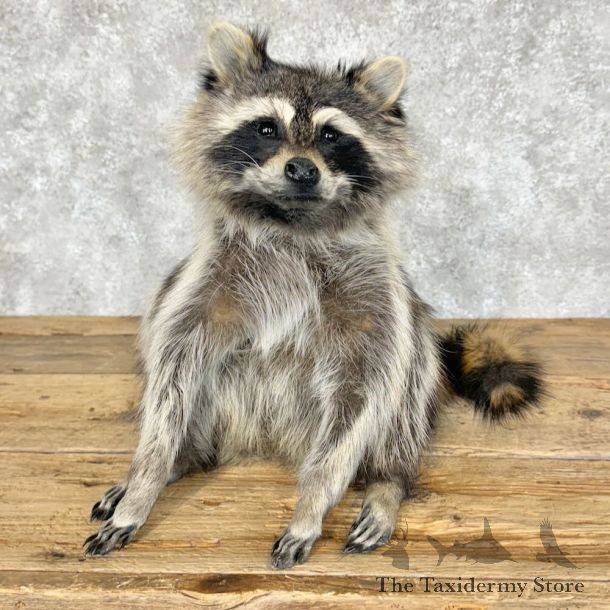 Raccoon Life-Size Mount For Sale #29098 @ The Taxidermy Store