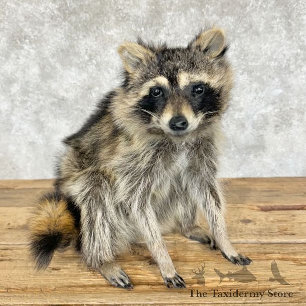 Raccoon Life-Size Mount For Sale #29099 @ The Taxidermy Store