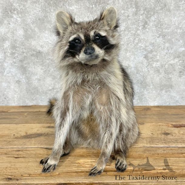 Raccoon Life-Size Mount For Sale #29101 @ The Taxidermy Store