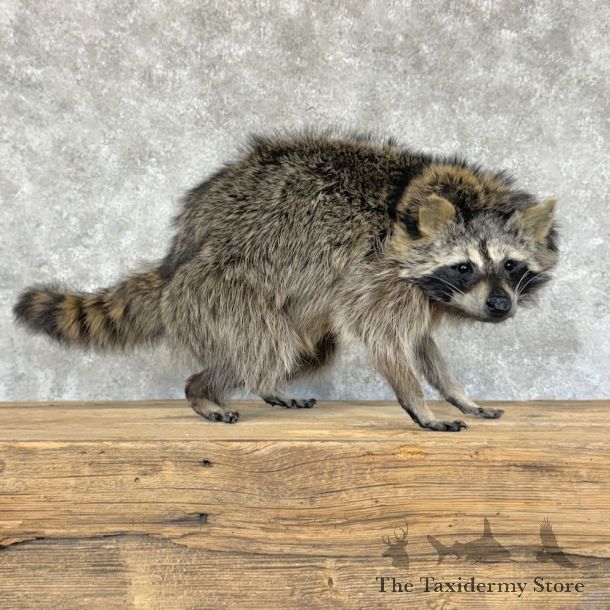 Raccoon Life-Size Mount For Sale #29102 @ The Taxidermy Store