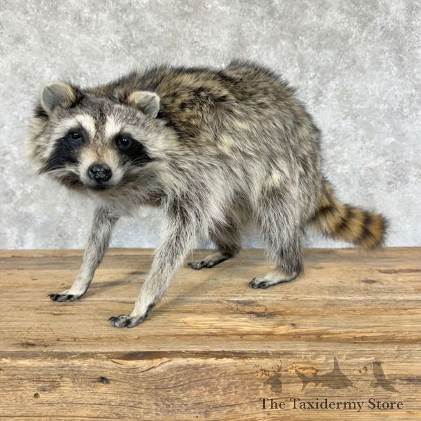 Raccoon Life-Size Mount For Sale #29103 @ The Taxidermy Store