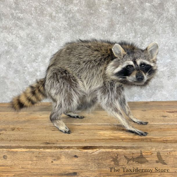 Raccoon Life-Size Mount For Sale #29104 @ The Taxidermy Store