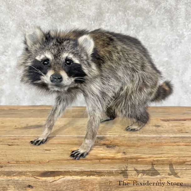 Raccoon Life-Size Mount For Sale #29105 @ The Taxidermy Store