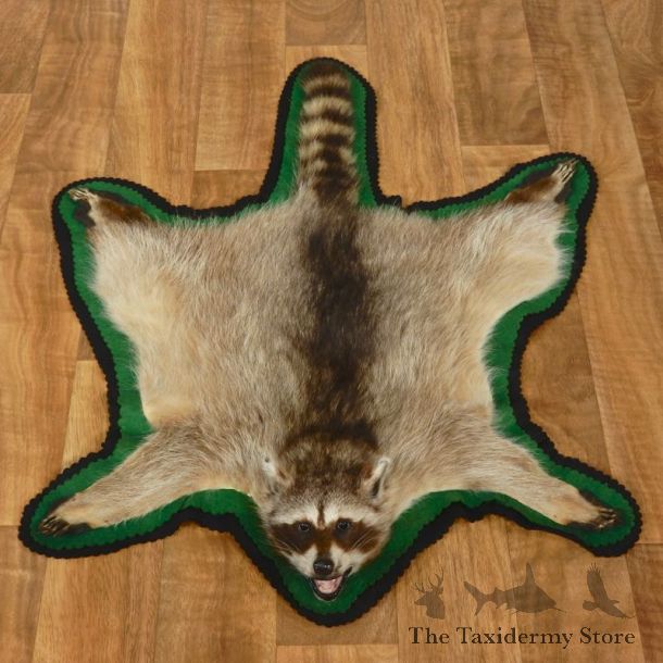 Raccoon Full-Size Rug Mount For Sale #17435 @ The Taxidermy Store