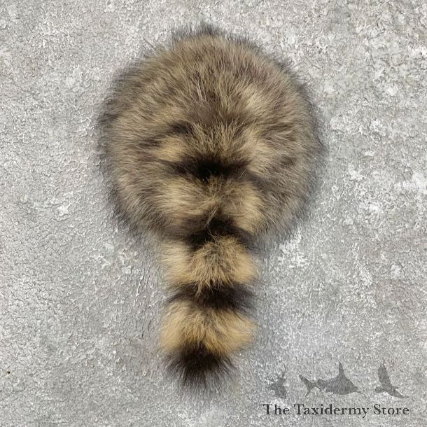 Raccoon Rump Novelty Mount For Sale #27496 @ The Taxidermy Store