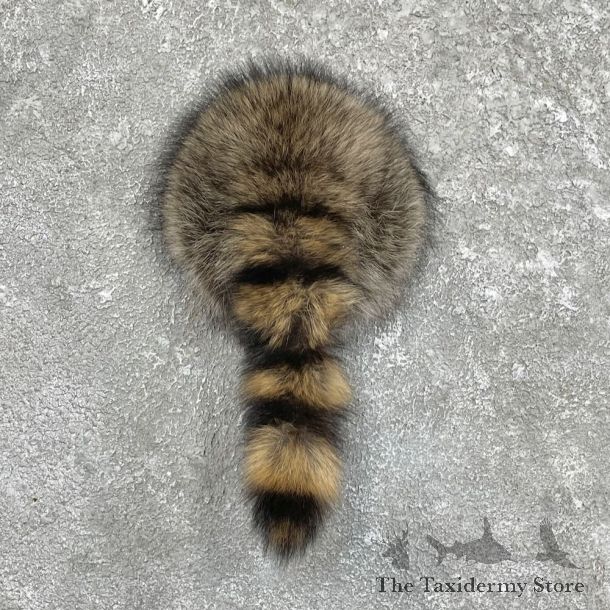 Raccoon Rump Novelty Mount For Sale #27501 @ The Taxidermy Store