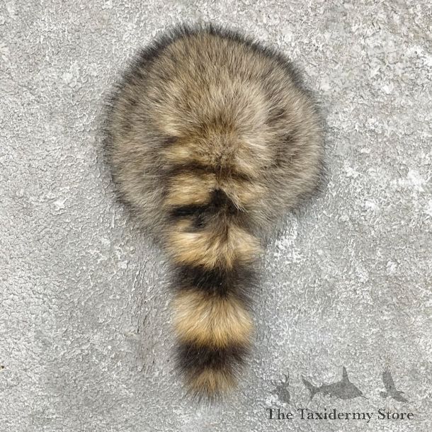 Raccoon Rump Novelty Mount For Sale #27502 @ The Taxidermy Store