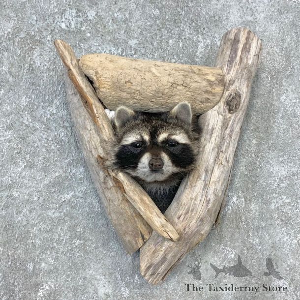 Raccoon Shoulder Mount For Sale #23282 @ The Taxidermy Store