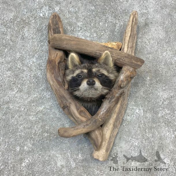 Raccoon Shoulder Mount For Sale #23284 @ The Taxidermy Store