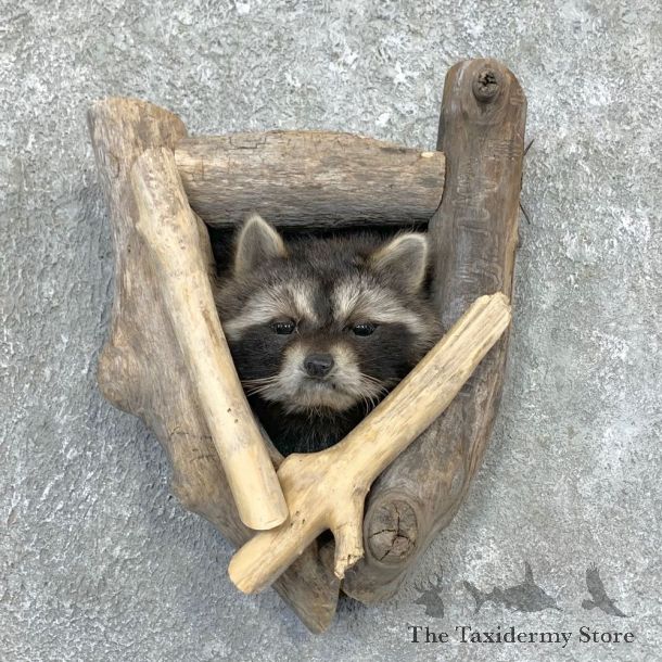 Raccoon Shoulder Mount For Sale #23367 @ The Taxidermy Store